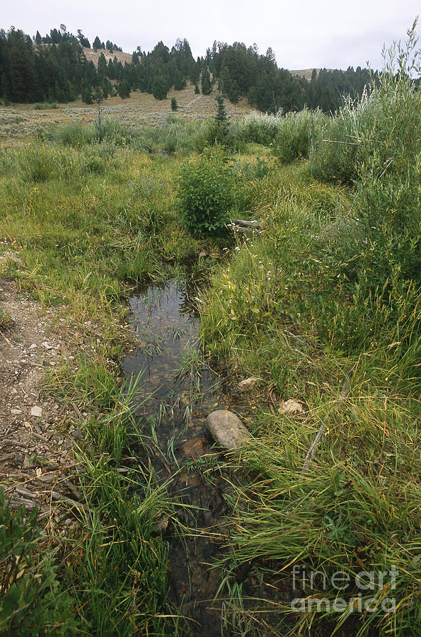 Mountain Spring Photograph by William H. Mullins
