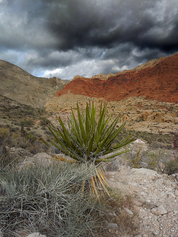 Mountain Storm with Yucca Photograph by Alan Socolik