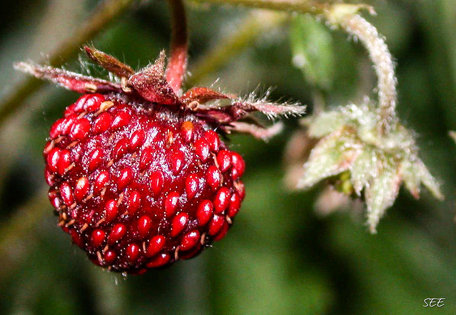 Mountain Strawberry Photograph by Susan Eileen Evans