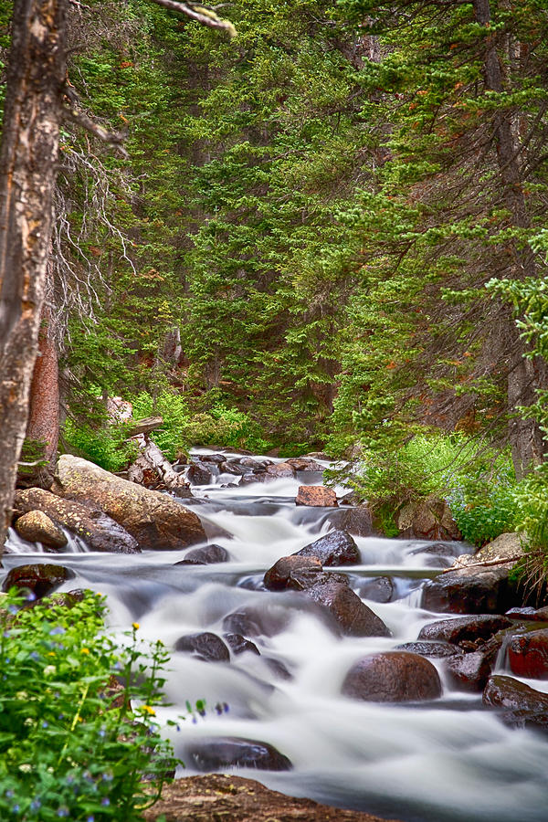 Mountain Stream Photograph by James BO Insogna