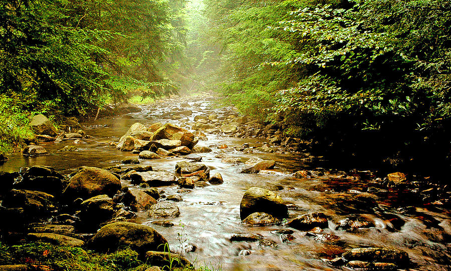 Mountain Stream Pocono Mountains Pennsylvania Photograph by A Macarthur Gurmankin