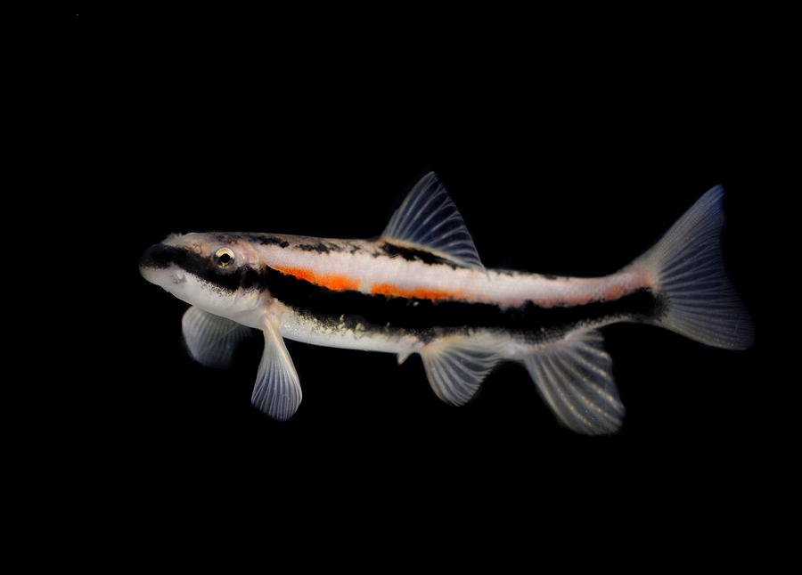 Fish Photograph - Mountain Sucker Catostomus platyrhynchus by Nathan Abbott