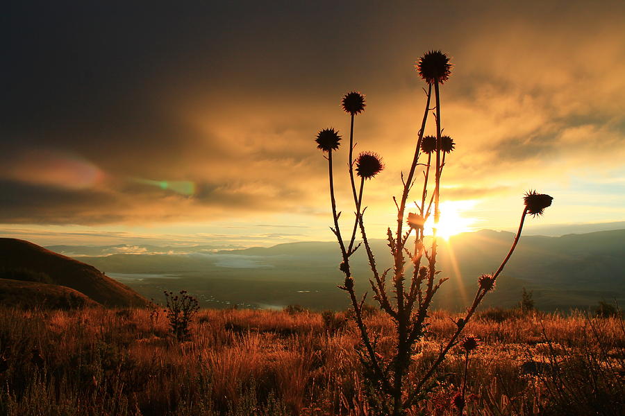 Mountain Thistle and Sun Photograph by Catie Canetti