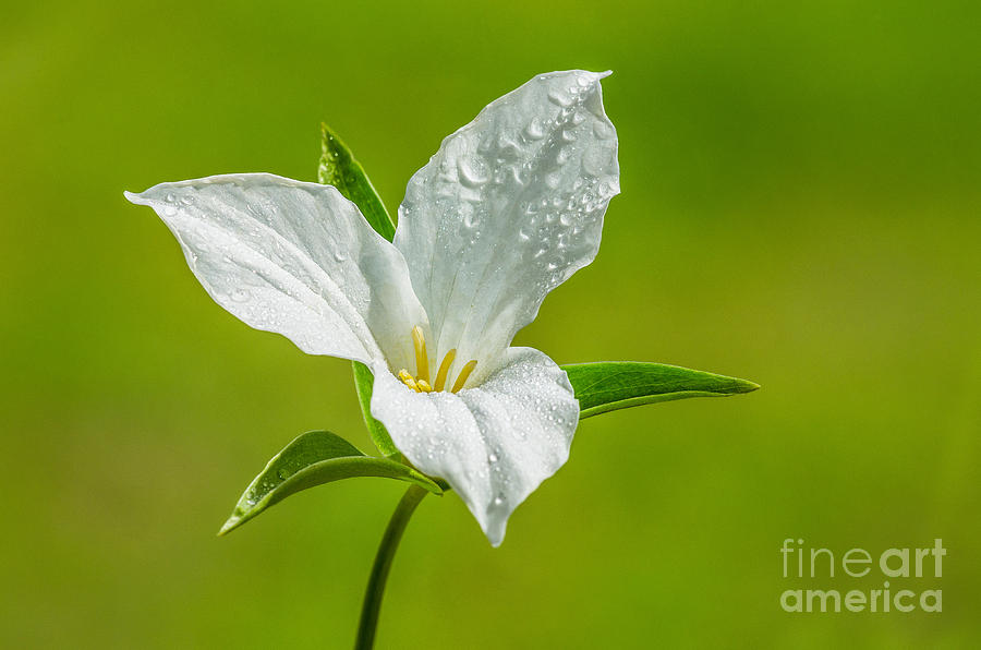 Mountain Trillium Photograph by Anthony Heflin