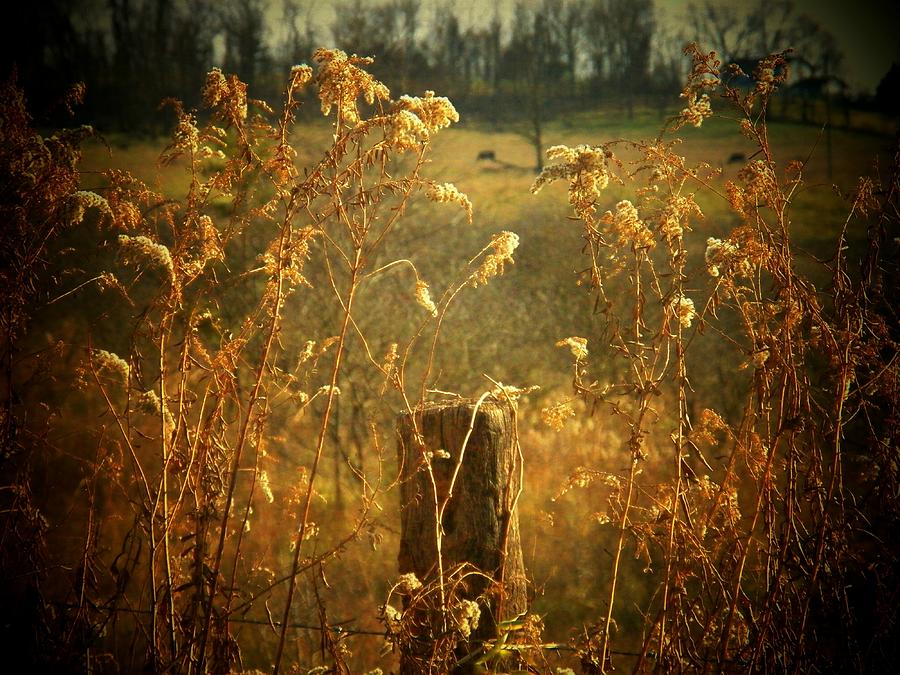 Mountain Weeds Photograph by Joyce Kimble Smith