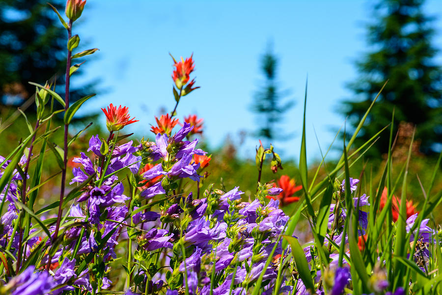 Mountain Wild Flowers Photograph by Tikvahs Hope