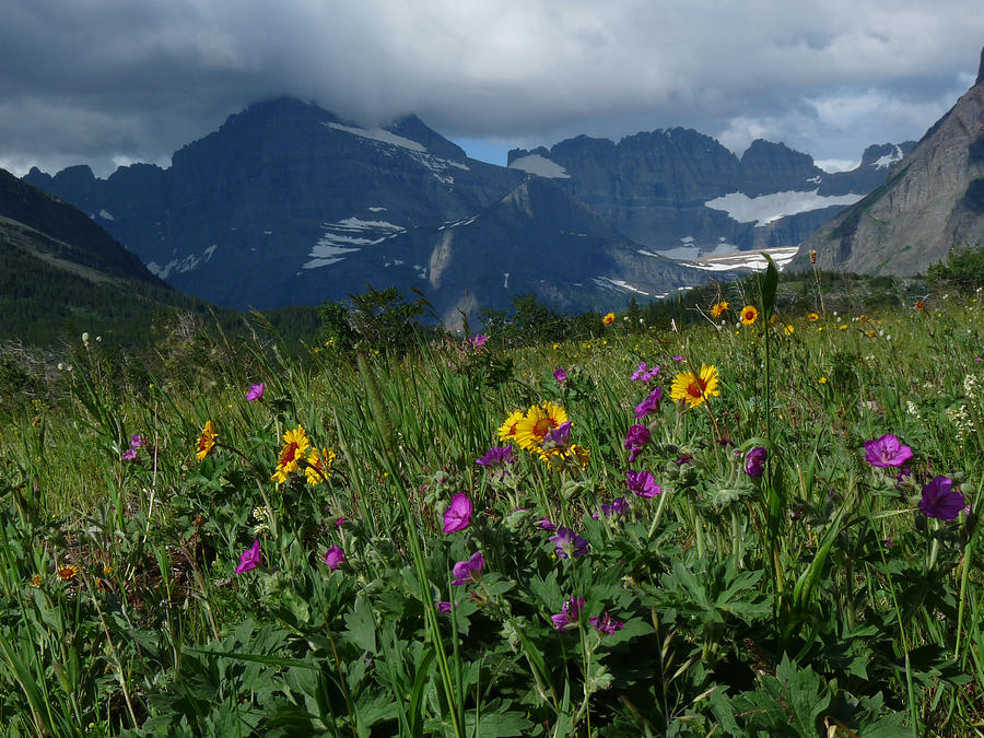 Mountain Wildflowers Photograph by Alan Socolik