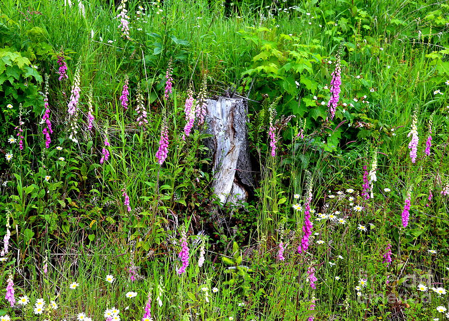 Mountain Wildflowers Photograph by Carol Groenen