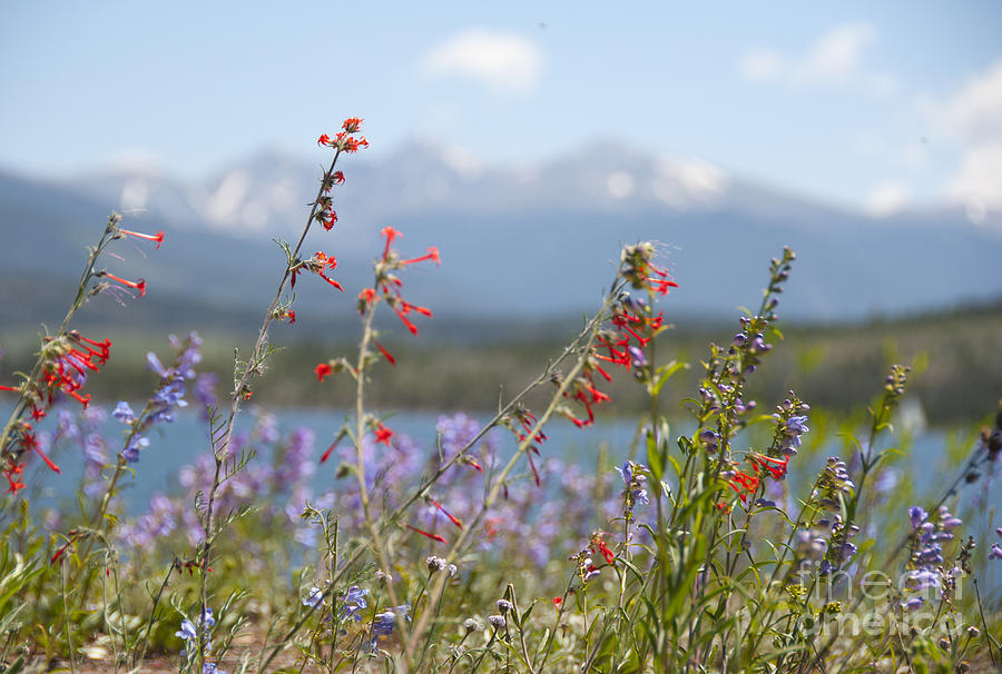 Flower Photograph - Mountain Wildflowers by Juli Scalzi