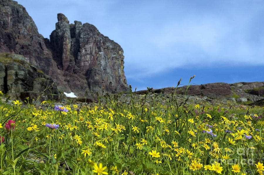 Mountain Wildflowers, Montana Photograph by Mark Newman