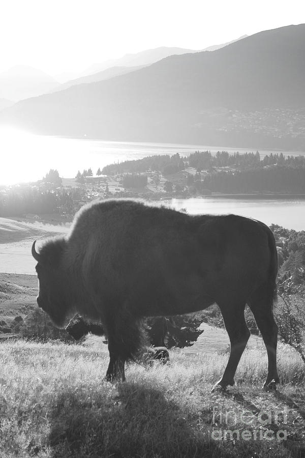 Buffalo Painting - Mountain wildlife by Pixel  Chimp