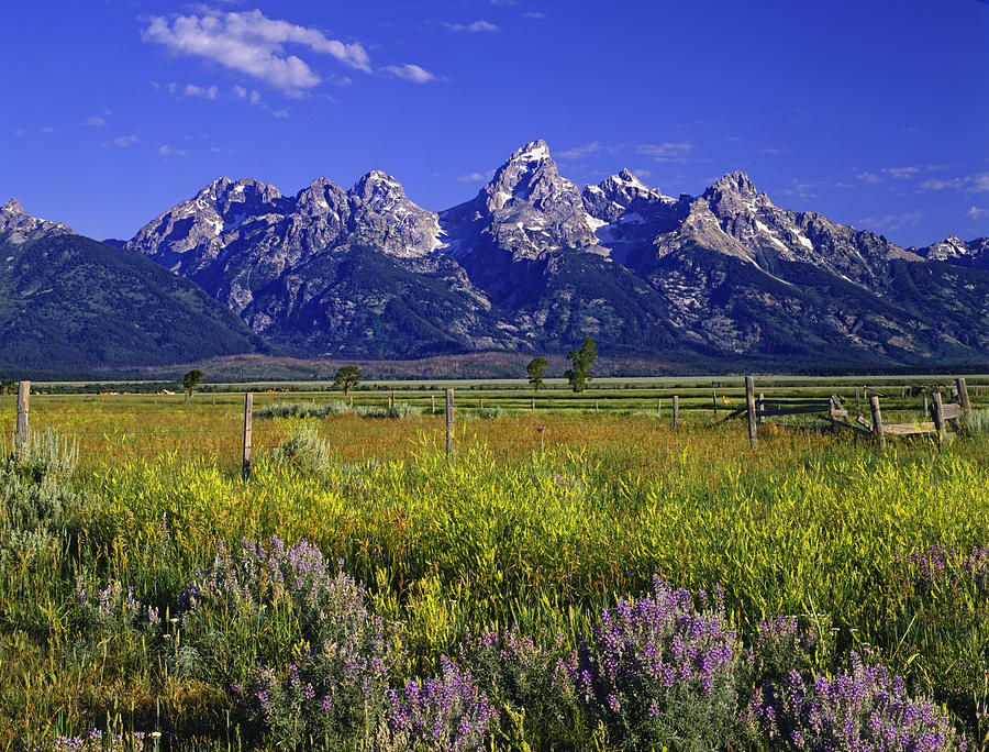 Mountains and wildflowers at Grand Teton National Park Photograph by Ron and Patty Thomas