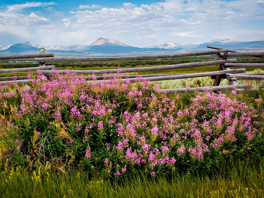 Mountains And Wildflowers Photograph by Athena Mckinzie