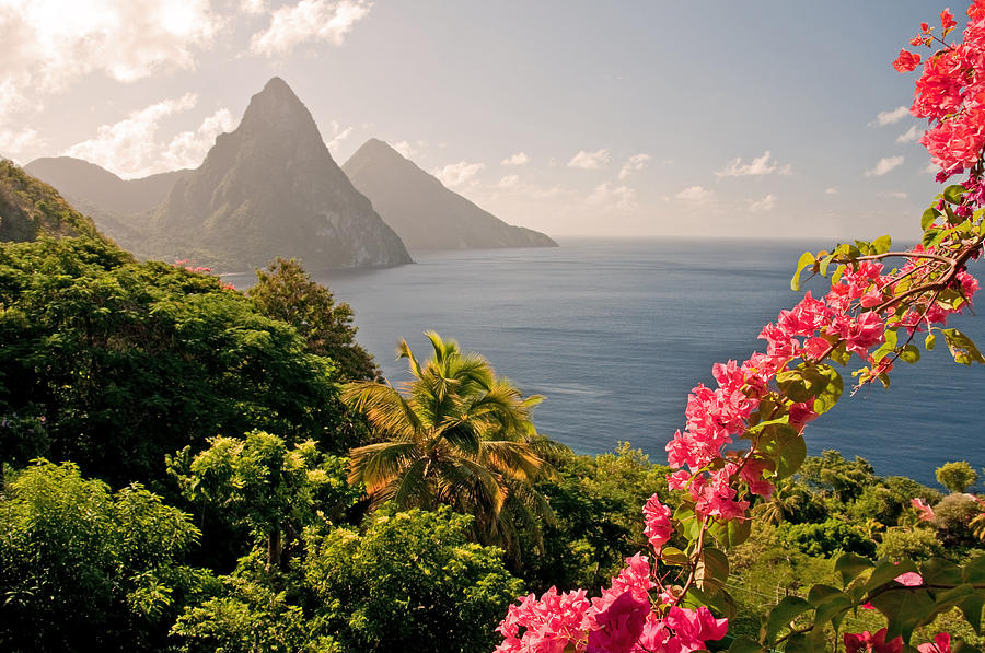 Mountains by the ocean in St Lucia with pink flowers Photograph by Wildroze