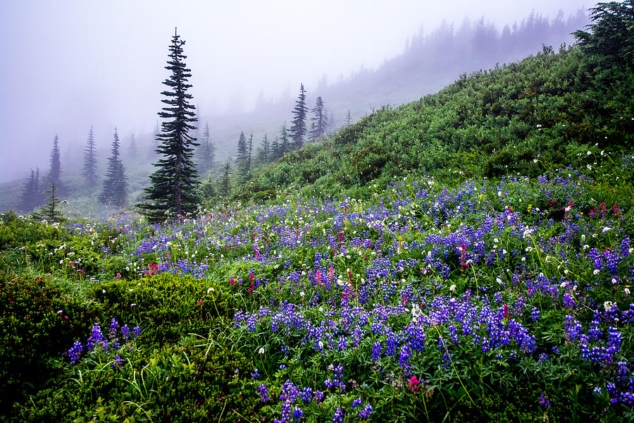 Flower Photograph - Mountains of Flowers by Randall Branham