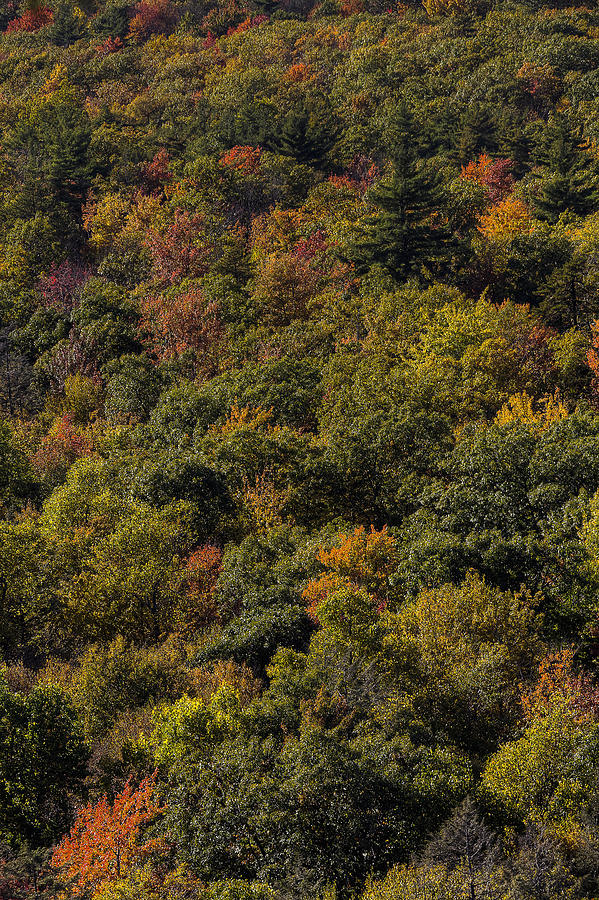 Tree Photograph - Mountainside Colors by Steve Gravano