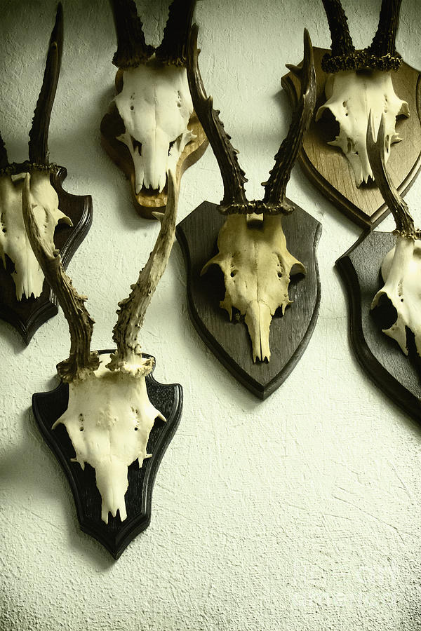 Skull Photograph - Mounted by Margie Hurwich