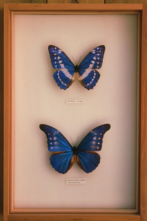 Butterfly Photograph - Mounted Morpho Butterflies (morpho Sp.) by Pascal Goetgheluck/science Photo Library