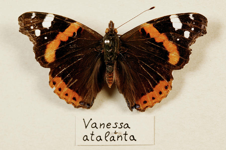 Mounted Red Admiral Butterfly Photograph by Mauro Fermariello/science Photo Library