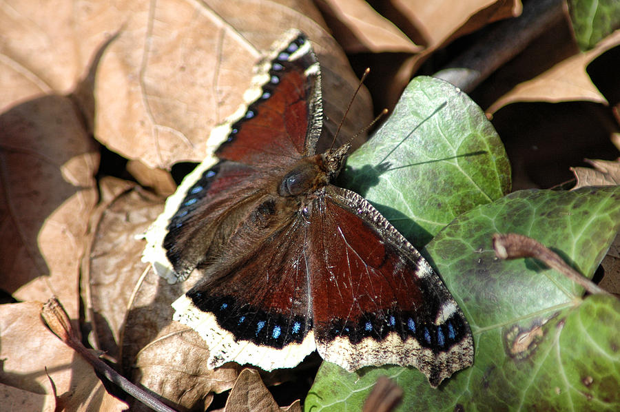 Mourning Cloak Photograph by David Armstrong
