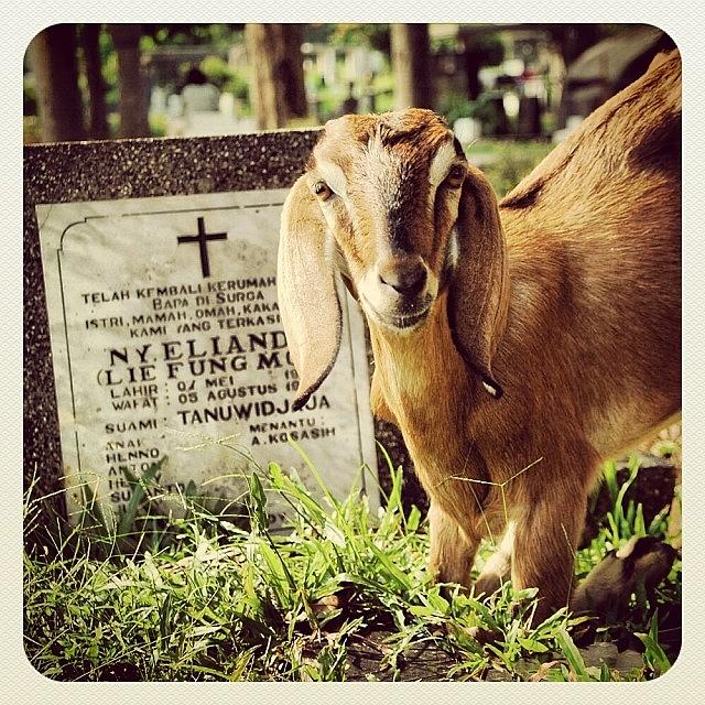 Animal Photograph - Mourn #goat #animal #pray  #grave #tomb by Dani Daniar