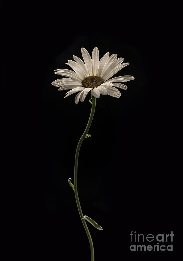 Daisy Photograph - Mournful Daisy by Diane Diederich