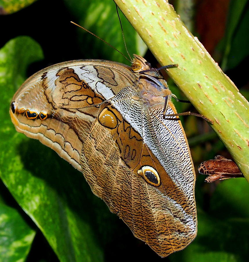 Mournful Owl Butterfly Photograph by Amy McDaniel