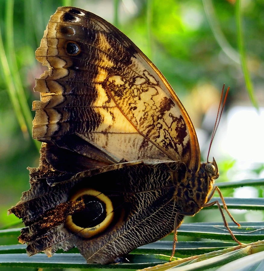 Mournful Owl Butterfly in Sunlight Photograph by Amy McDaniel