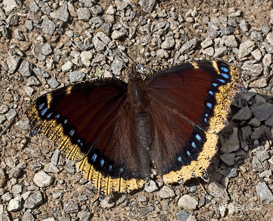 Mourning Cloak Photograph by Barbara McMahon