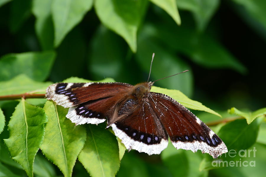Mourning Cloak Photograph by Gayle Swigart