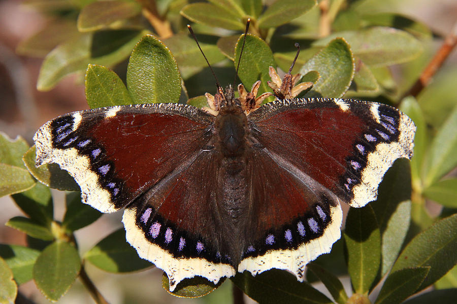 Mourning Cloak in all its glory Photograph by Doris Potter