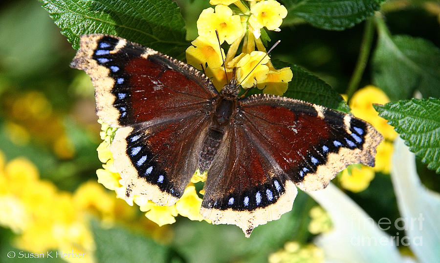 Mourning Cloak Photograph by Susan Herber