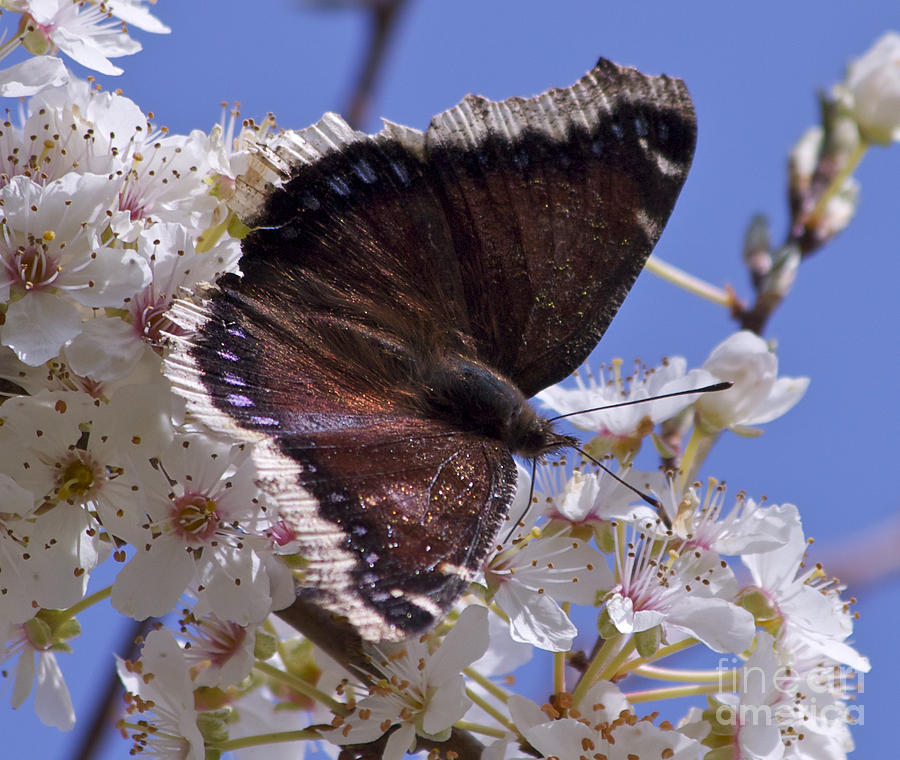 Mourning Cloak Photograph by Tracey Levine