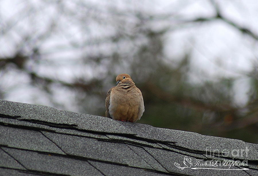 Mourning Dove 20120318_6a Photograph by Tina Hopkins