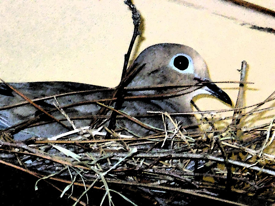 Mourning Dove 4 Digital Art by Eric Forster