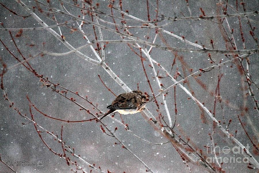 Nature Painting - Mourning Dove Asleep in Snowfall by J McCombie