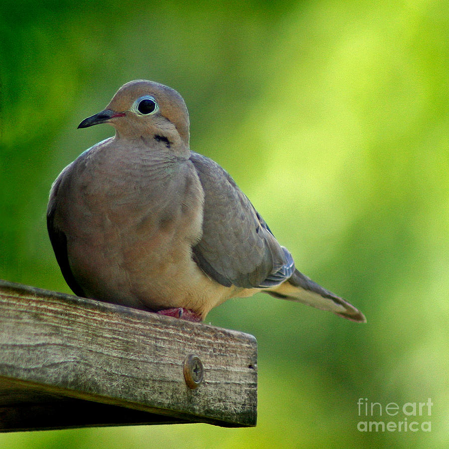 Mourning Dove at Feeder Photograph by Karen Adams