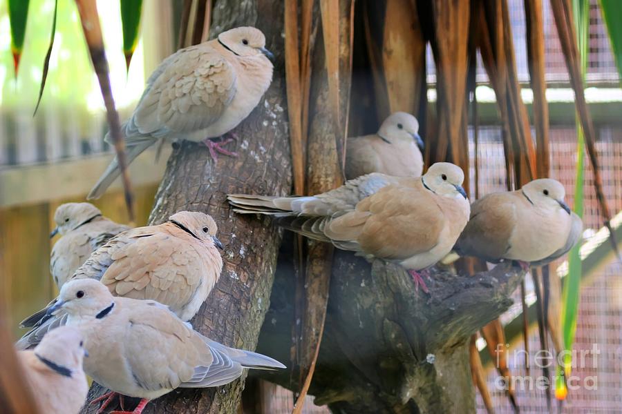 Mourning Dove Birds Photograph by Tap On Photo