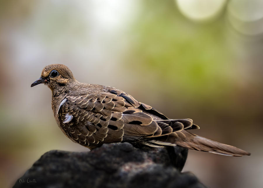 Mourning Dove Photograph by Bob Orsillo