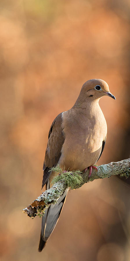 Mourning Dove Photograph by Christy Cox