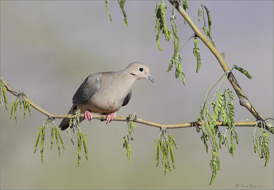 Mourning Dove Photograph by Daniel Behm