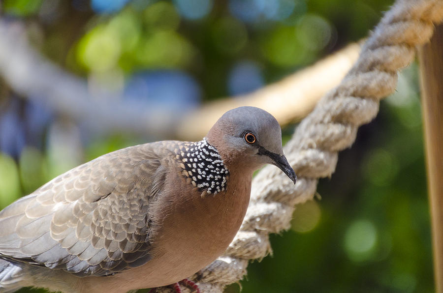 Mourning Dove Photograph by Daniel Murphy