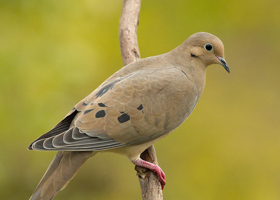 Birds Photograph - Mourning Dove by Doug Herr Birds Photograph - Mourning Dove by Doug Herr