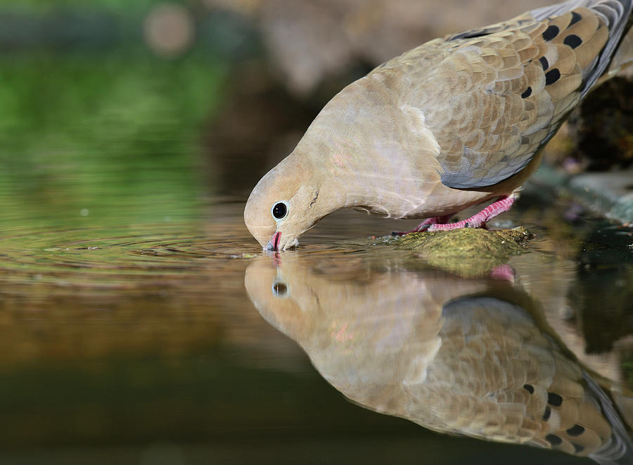 Mourning Dove Drinking, Hill Country Photograph by Rolf Nussbaumer ...