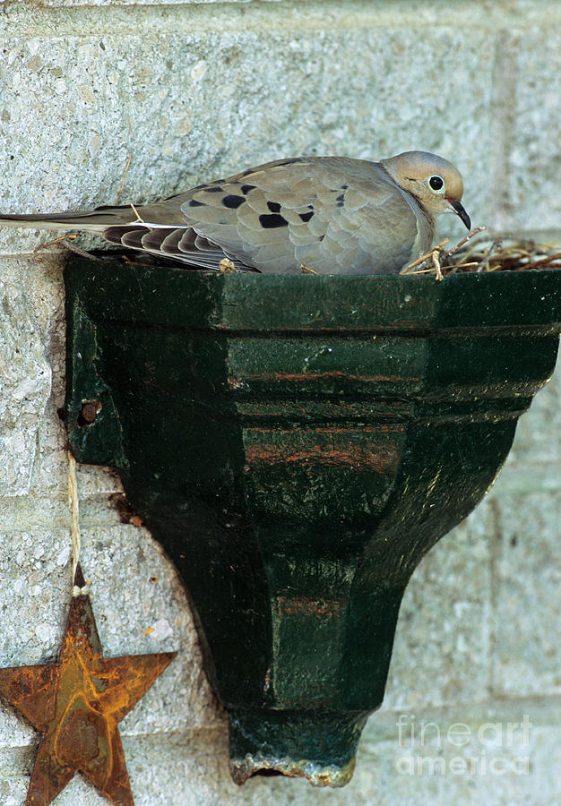 Dove Photograph - Mourning Dove In Nest by William H. Mullins