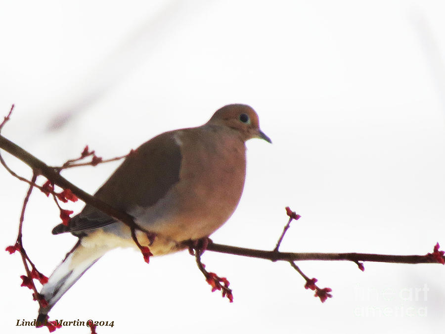 Mourning Dove in Snow Glow Photograph by Linda L Martin