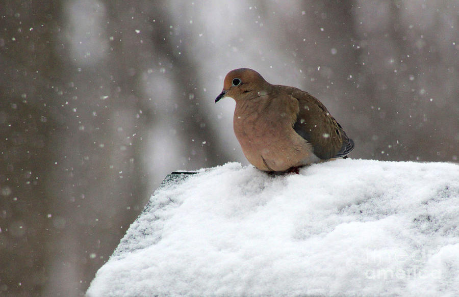Mourning Dove in Snow Photograph by Karen Adams