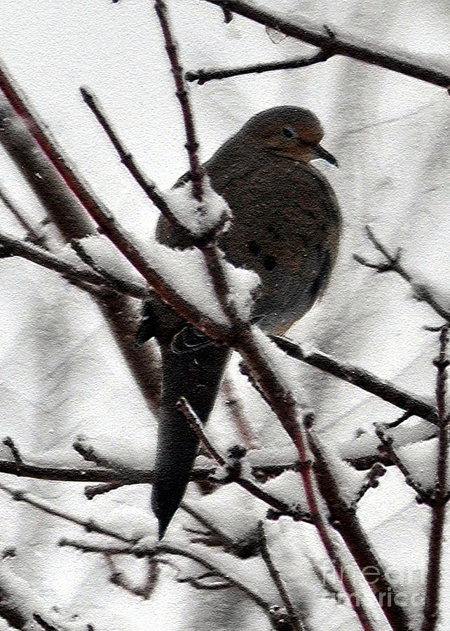 Mourning Dove in Snow Photograph by Lydia Holly
