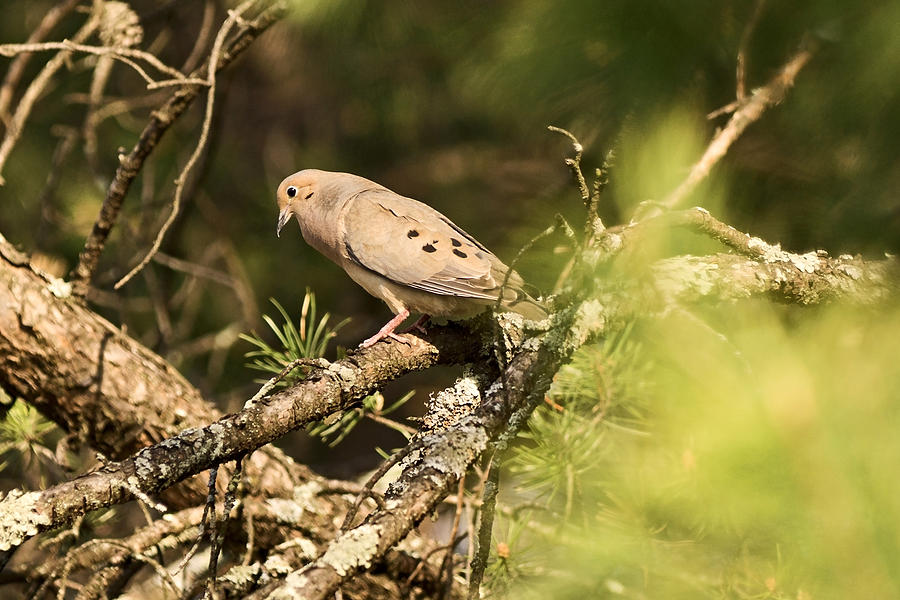 Mourning Dove in the Evening Photograph by Theo OConnor