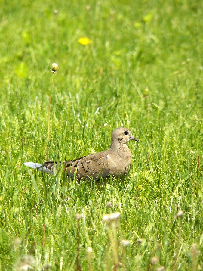 Mourning Dove in the Grass Photograph by Corinne Elizabeth Cowherd